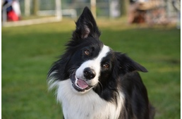 A 10 legegészségesebb kutyafajta