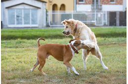 Brit Petfood, egy családi vállalkozás, ahol az állatok az elsők
