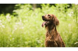 5 tipp a kullancsmentes kertért!