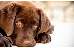 Mit tegyünk, ha fél a kutyánk? 