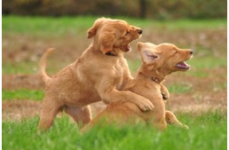 Milyen korban kerüljön új családjához a kölyök? 