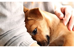 Hirtelen bújós lett a kutyád? Lehet, hogy ezeket szeretné elmondani