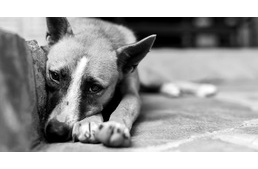 Egy hajszálon múlt a kutya élete felelőtlen gazdája miatt - felfüggesztettel megúszhatja a nő