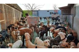 Spanyolországban is tehetetlenek az állatvédők