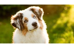 Hogyan működik a kutyák memóriája? 