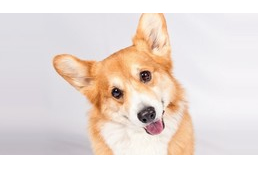 Corgik lehetnek az új rendőrkutyák Oroszországban