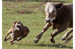 Szarvasmarha támadások kiváltói lehetnek a kutyák