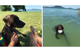 Csoki, a német vizsla így értékelte a Fonyódi Kutyabarát Fürdőhelyet