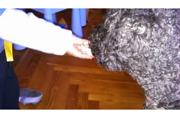 Hóbortosék kutyáznak – Takarító személyzetet kérek!