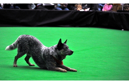 Magyar sikerek a bécsi dog dancing versenyen