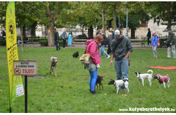 Lépjünk együtt! - A 6. EB OVO Kutyás Pikniken jártunk