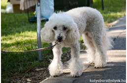 Vidám gazdik és boldog kutyusok – ilyen volt az V. Ebugatta Piknik