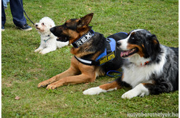 Negyed évszázad az állatvédelemben - tortával és kutyasütikkel ünnepelve