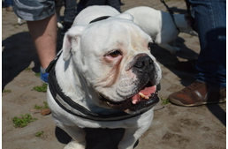 Jöjjön bulldog, bulldogtalan!