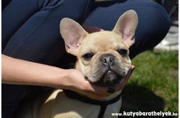 Több száz boldog bulldog - ilyen volt az Országos Bulldog Találkozó