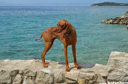4+1 kutyás strand a Krk-szigeten