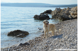 A kutyások jobban odafigyelnek az utasbiztosításra - de miért is?