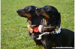 Közel ezer tacsi és gazdájának majálisa - ilyen volt a III. Tacskó Találkozó!