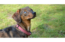 Idén is vár a Hivatalos Tacskó Találkozó!