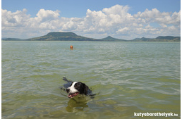 Strandolás kutyával a Balatonon - erre figyelj!