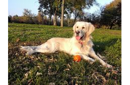 Egészséges táplálkozás allergiás kutyáknak is?