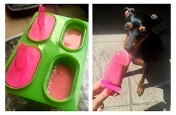 Nyári fagylalt kutyádnak