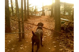 Kutyatámadás az erdőben