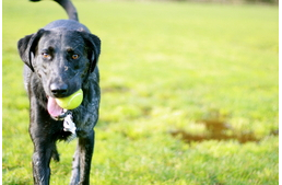 Valóban „Nyugat” a kutyások paradicsoma?