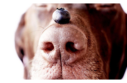 Superfood - A kutyabarát táplálék