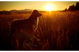 Kutyák, akik óriási távolságokat tettek meg gazdájuk viszontlátása érdekében