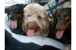 A túlzott lihegés lényeges tünet!