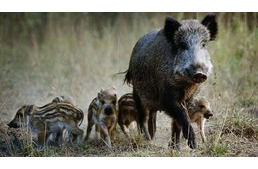 Veszélyesek a vaddisznók az ellési időszakban - vigyázni kell az erdei sétán!