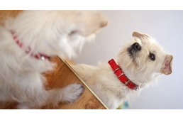 Felismeri magát a kutya a tükörben?