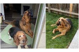 El sem hitte az idős, mentett kutya, hogy saját kis kertet kapott családjától