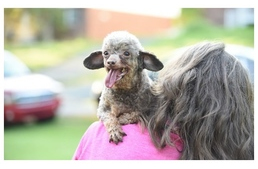 Életében először pillantotta meg a napot a szaporítótelepről mentett kutya