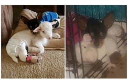 Elvesztett barátja élethű másával vigasztalódik a gyászoló kutya