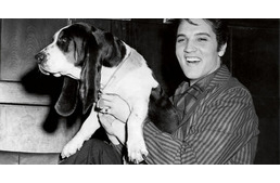 Sztárok és sztárkutyák I.