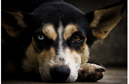 Vak kutyával az élet