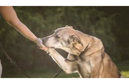 Az ivartalanítás és az örökbefogadás a kulcs az állatvédelem helyzetének javításához