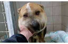 Reménytelenségből egy boldog élet felé - Fülöp új esélyt kapott