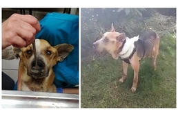 Apró lépések a gyógyulás útján - Fülöp már nasizik