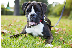 Mérgek, melyekhez hozzáférhet a kutya