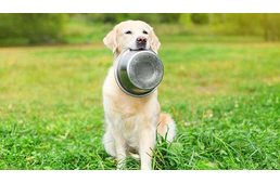 Újabb kutyaeledelt hívnak vissza, mely veszélyes lehet kedvencünkre