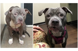 Szívszorító videón a menhelyre leadott pitbull - ma már gazdis!