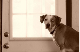 Hallucináció kutyáknál - tényleg megtapasztalhatják?