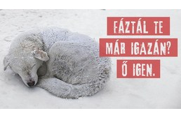 Kutyaházra gyűjtenek a menhelyi kutyáknak – Te is segíthetsz!