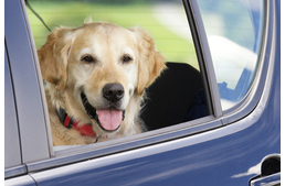 Több mint félmillió forintnak megfelelő bírságot kapott egy turista Szlovéniában, mert a forró kocsiban hagyta a kutyáit