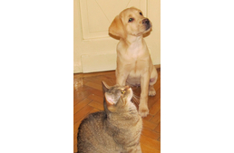 Vakvezető tanoncok nyomában, avagy nevelni jó?