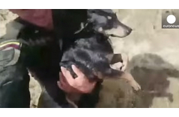 Hihetetlen állatmentés!