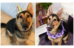 Fél évet jósoltak a szívbeteg kölyöknek, de már az első szülinapját ünnepelte